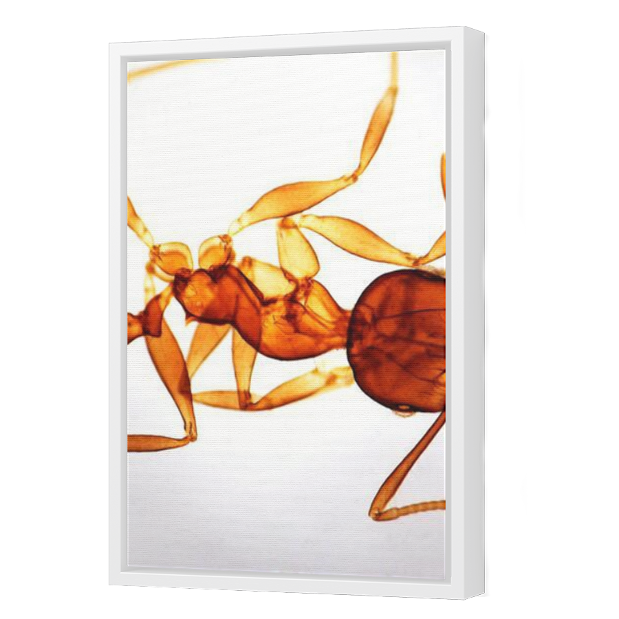 Thumbnail for Canvas - White Floating Frame