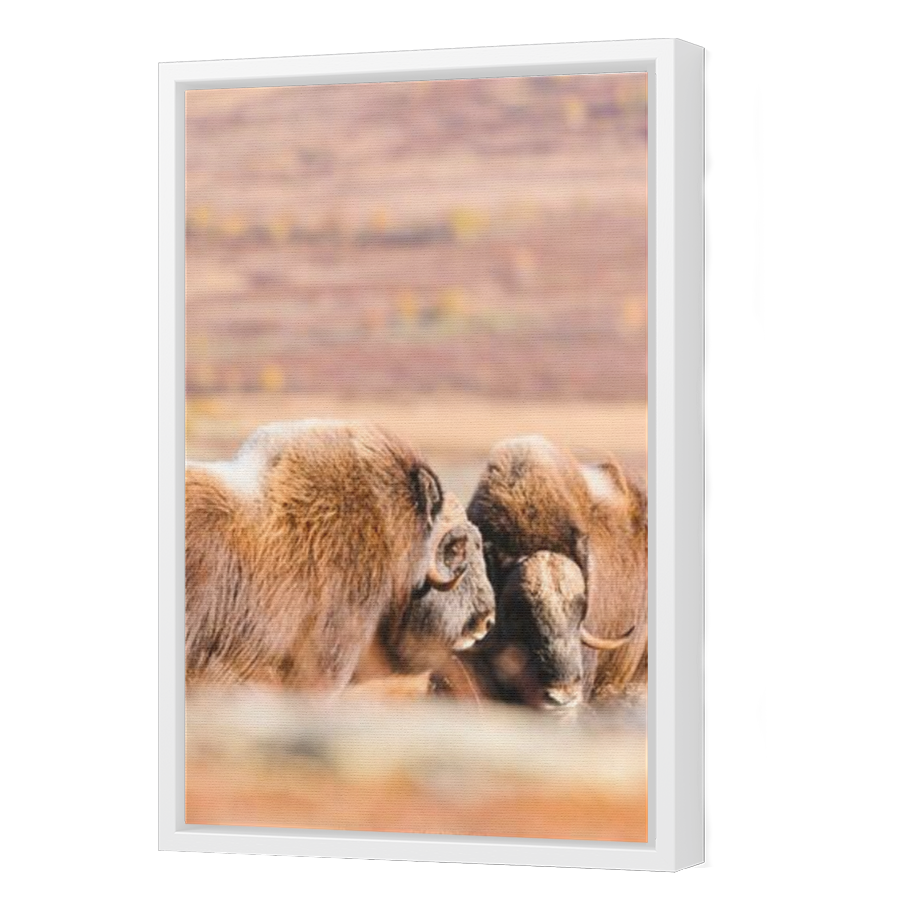 Thumbnail for Canvas - White Floating Frame