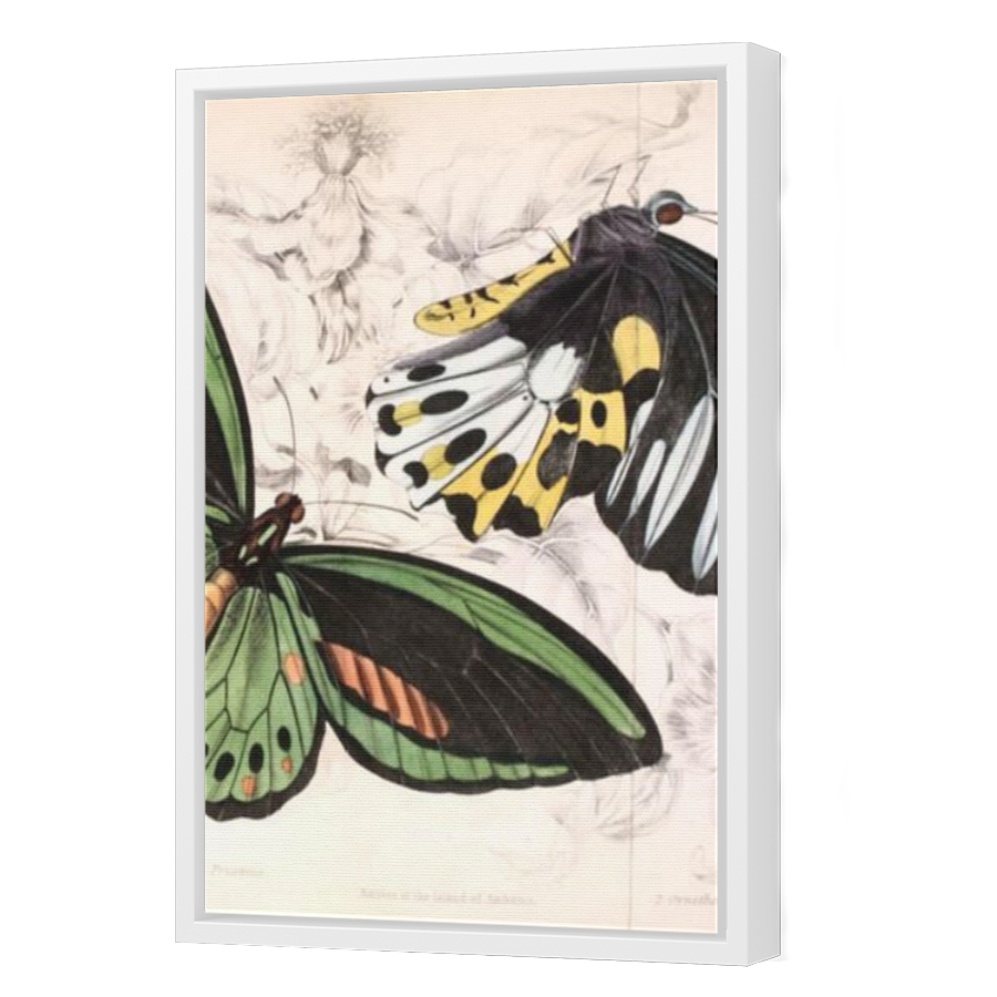 Thumbnail for Canvas - White Floating Frame