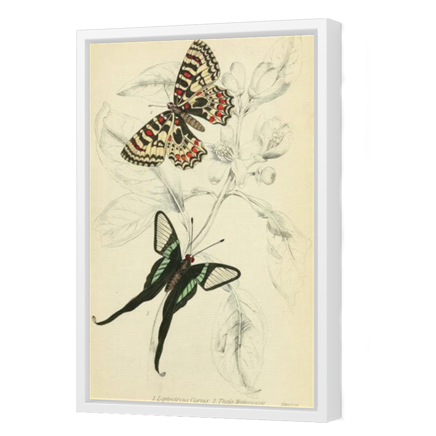 Thumbnail for Canvas - White Floating Frame
