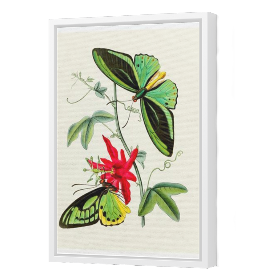 Thumbnail for Canvas - White Floating Frame