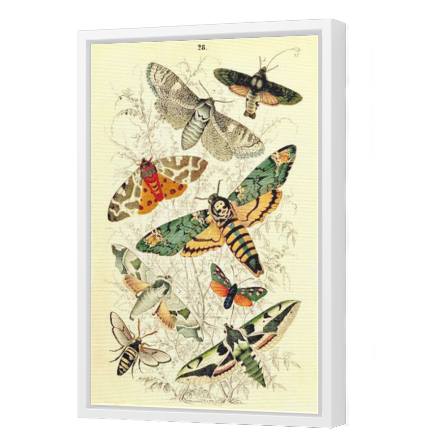Thumbnail for Canvas - White Floating Frame