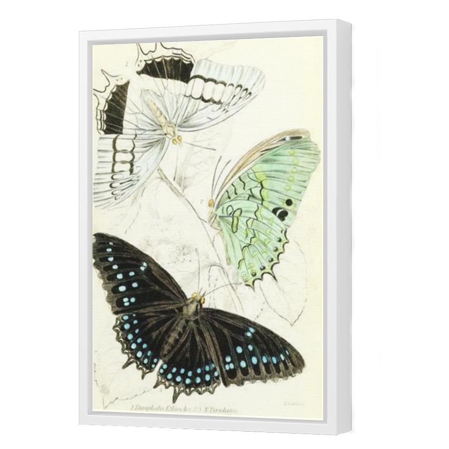 Thumbnail for Canvas - White Floating Frame