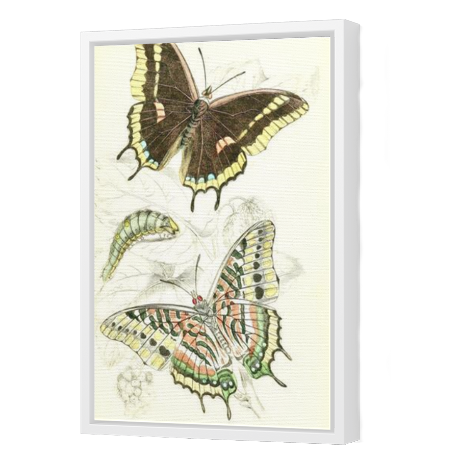 Thumbnail for Canvas - White Floating Frame