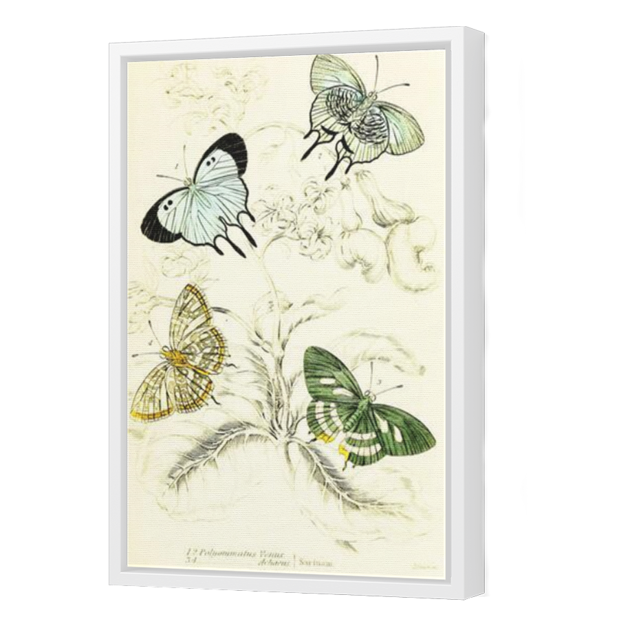 Thumbnail for Canvas - White Floating Frame
