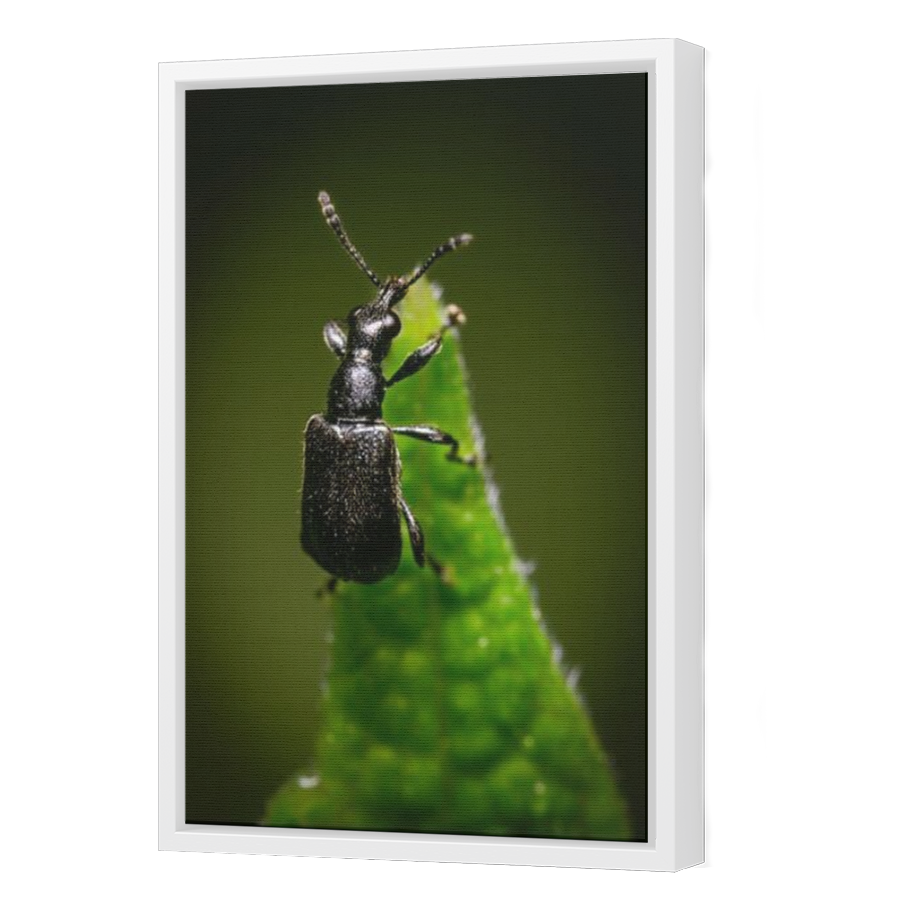 Thumbnail for Canvas - White Floating Frame