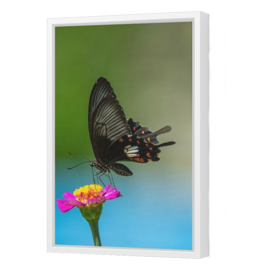 Thumbnail for Canvas - White Floating Frame