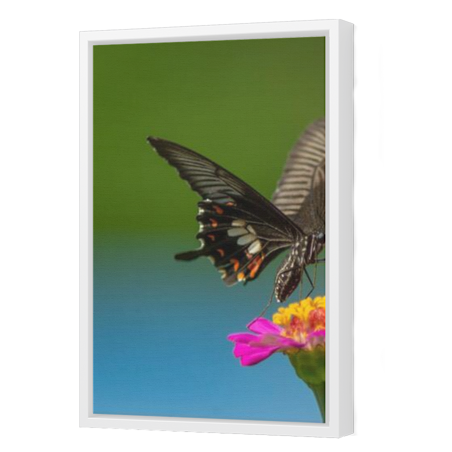 Thumbnail for Canvas - White Floating Frame