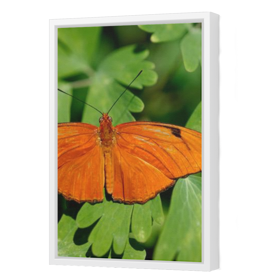 Thumbnail for Canvas - White Floating Frame