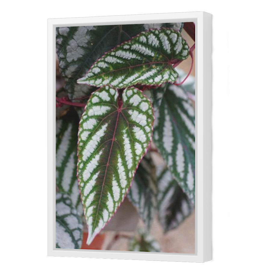 Thumbnail for Canvas - White Floating Frame