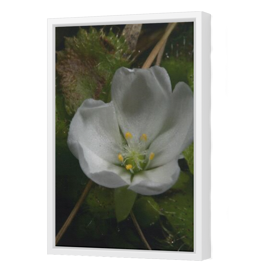 Thumbnail for Canvas - White Floating Frame