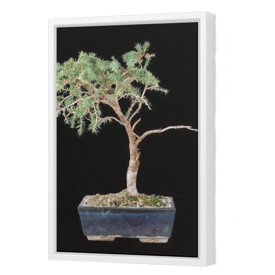Thumbnail for Canvas - White Floating Frame