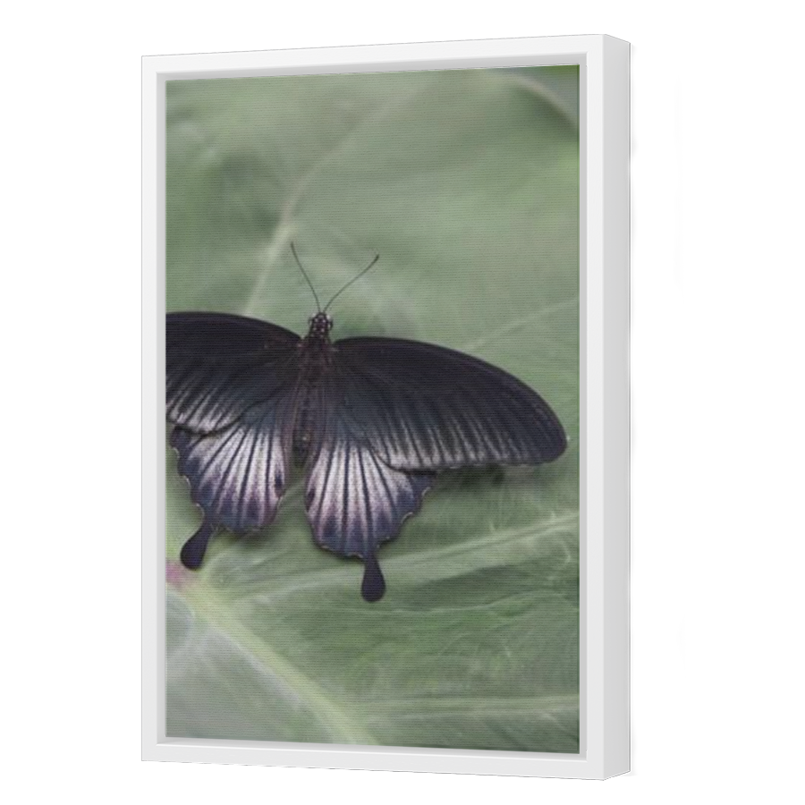 Thumbnail for Canvas - White Floating Frame