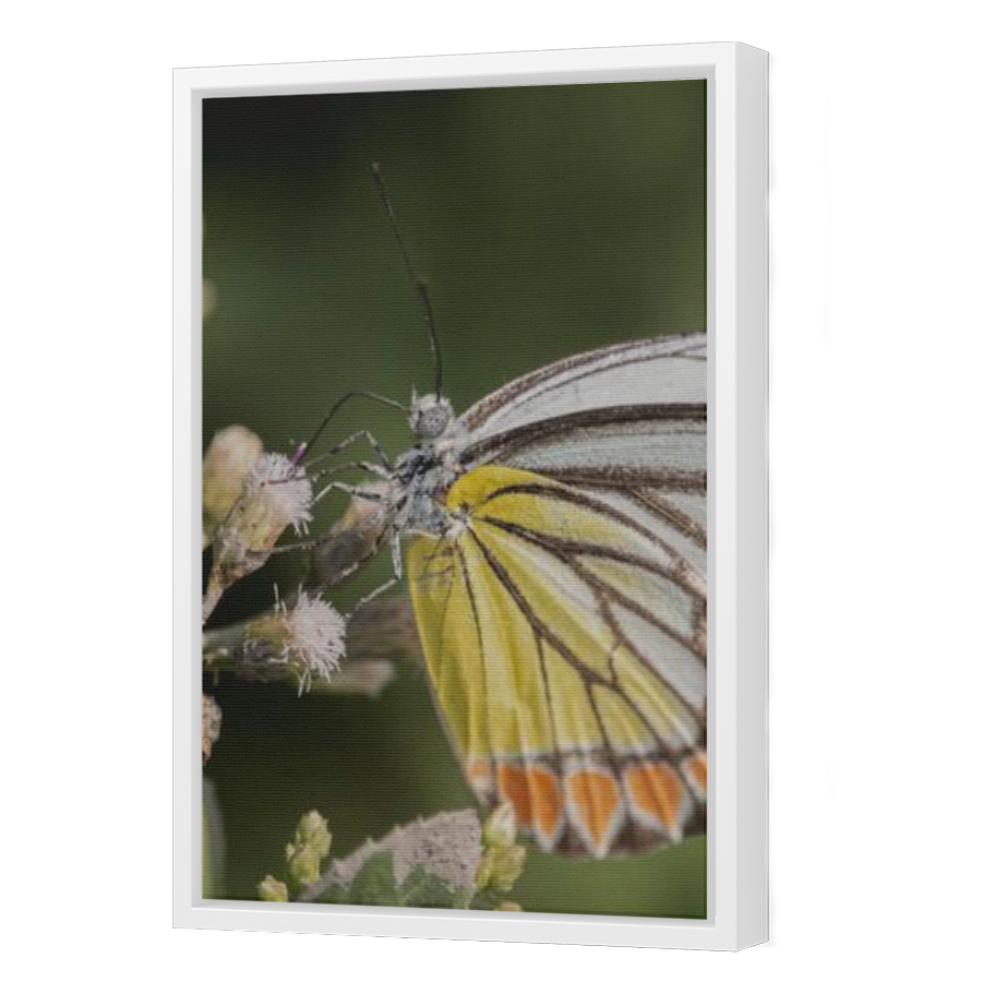Thumbnail for Canvas - White Floating Frame