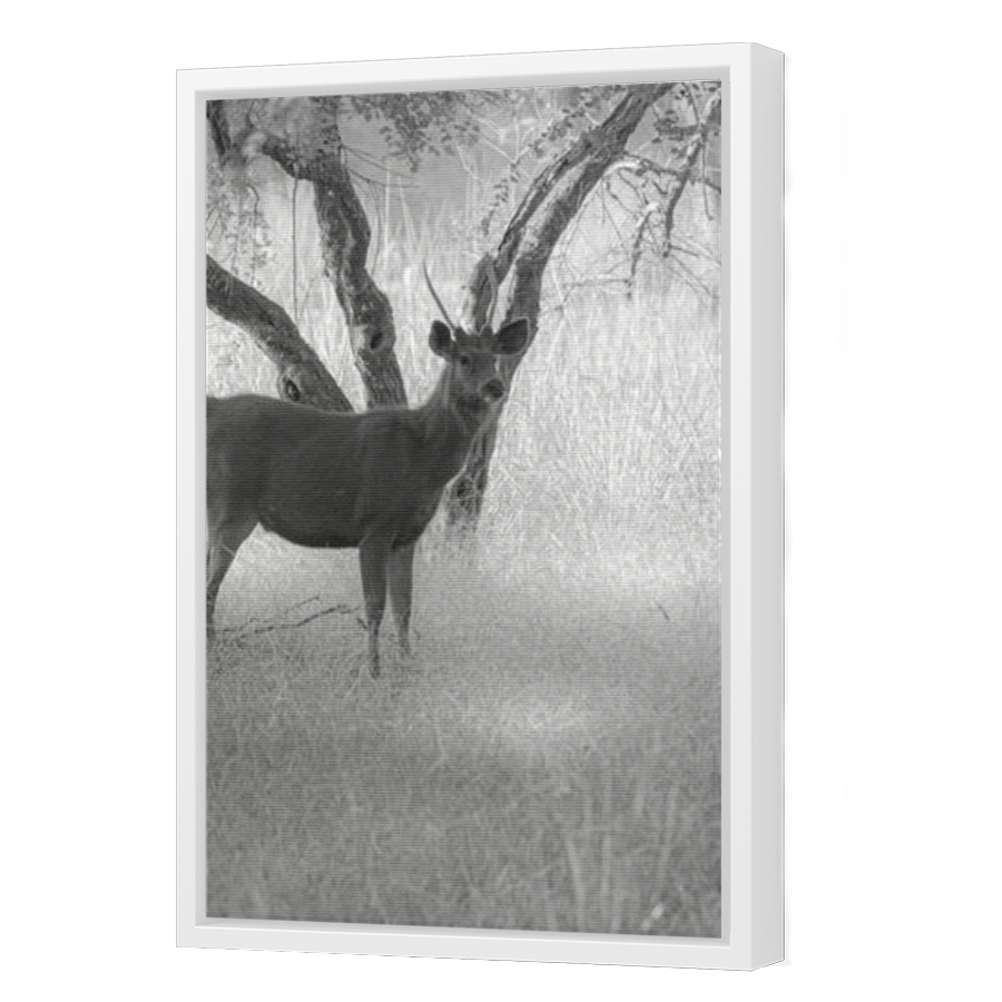 Thumbnail for Canvas - White Floating Frame