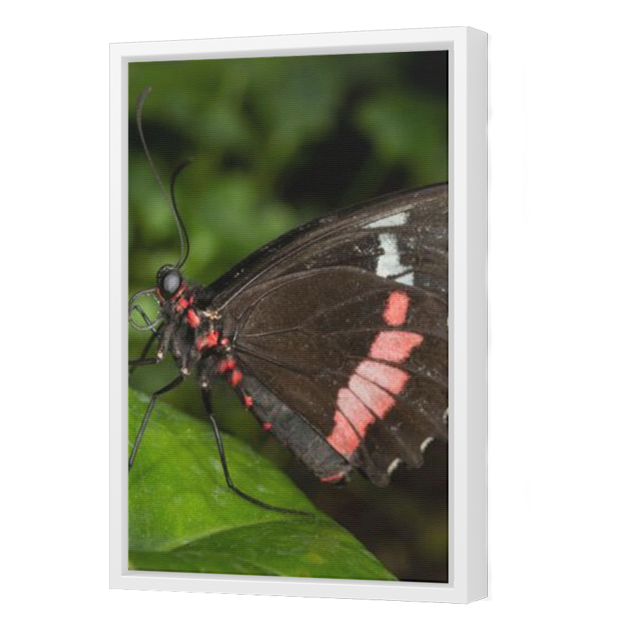 Thumbnail for Canvas - White Floating Frame