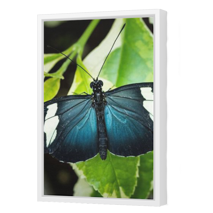 Thumbnail for Canvas - White Floating Frame