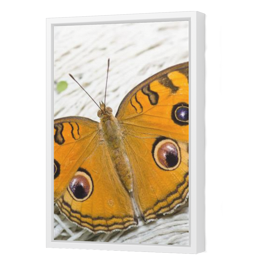 Thumbnail for Canvas - White Floating Frame