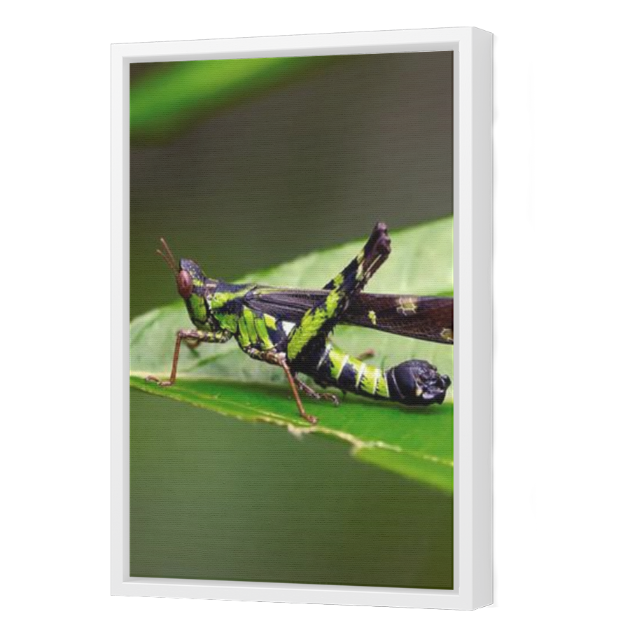 Thumbnail for Canvas - White Floating Frame