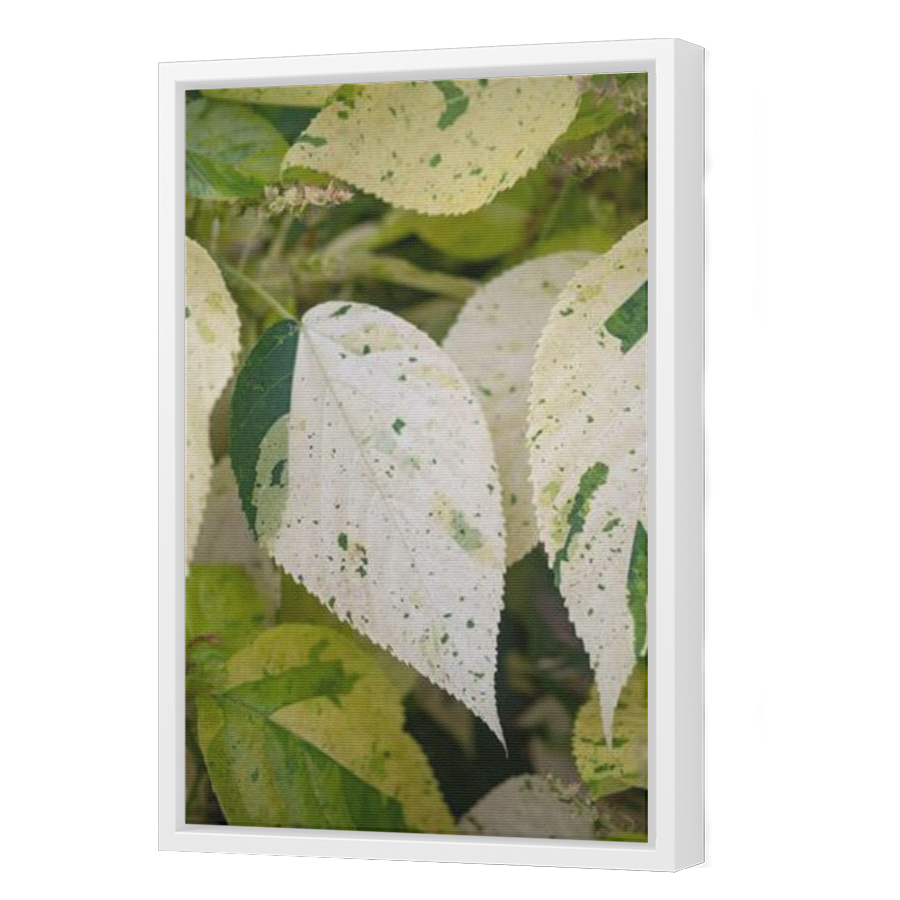 Thumbnail for Canvas - White Floating Frame
