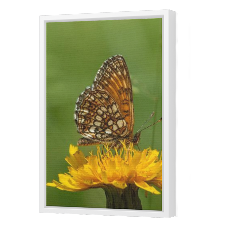 Thumbnail for Canvas - White Floating Frame