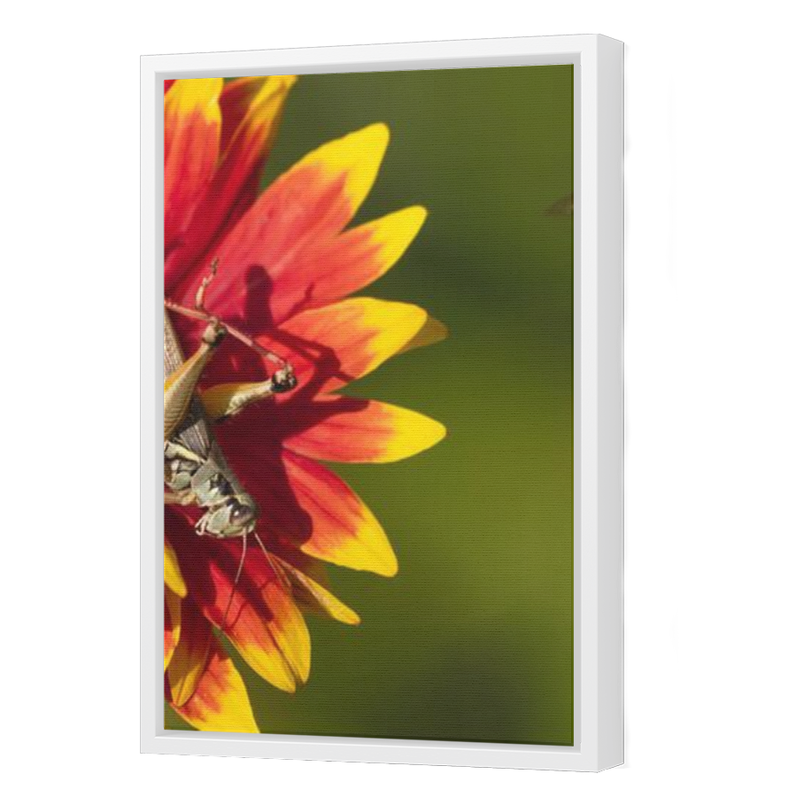 Thumbnail for Canvas - White Floating Frame