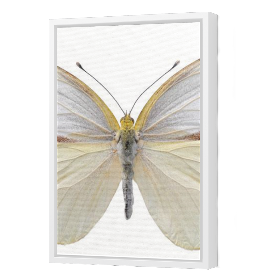 Thumbnail for Canvas - White Floating Frame