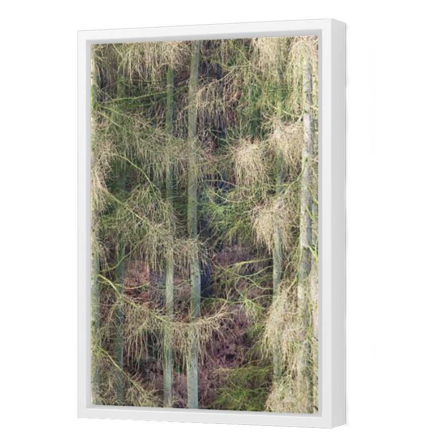 Thumbnail for Canvas - White Floating Frame