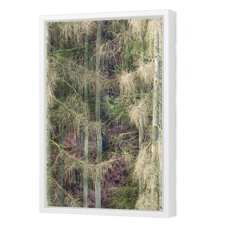 Thumbnail for Canvas - White Floating Frame