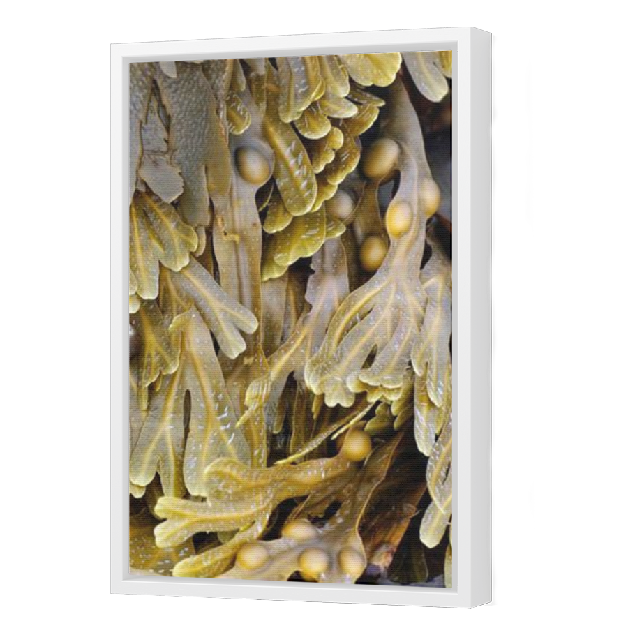 Thumbnail for Canvas - White Floating Frame