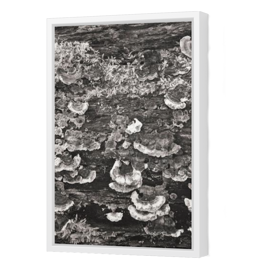 Thumbnail for Canvas - White Floating Frame