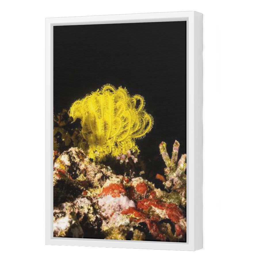 Thumbnail for Canvas - White Floating Frame