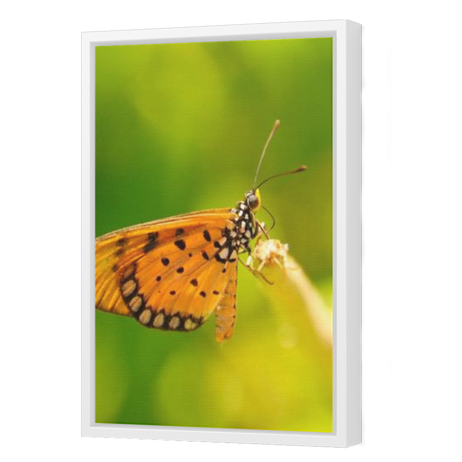 Thumbnail for Canvas - White Floating Frame