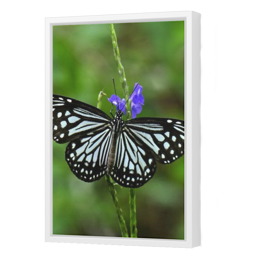 Thumbnail for Canvas - White Floating Frame