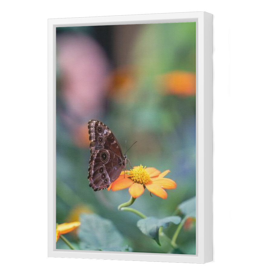 Thumbnail for Canvas - White Floating Frame