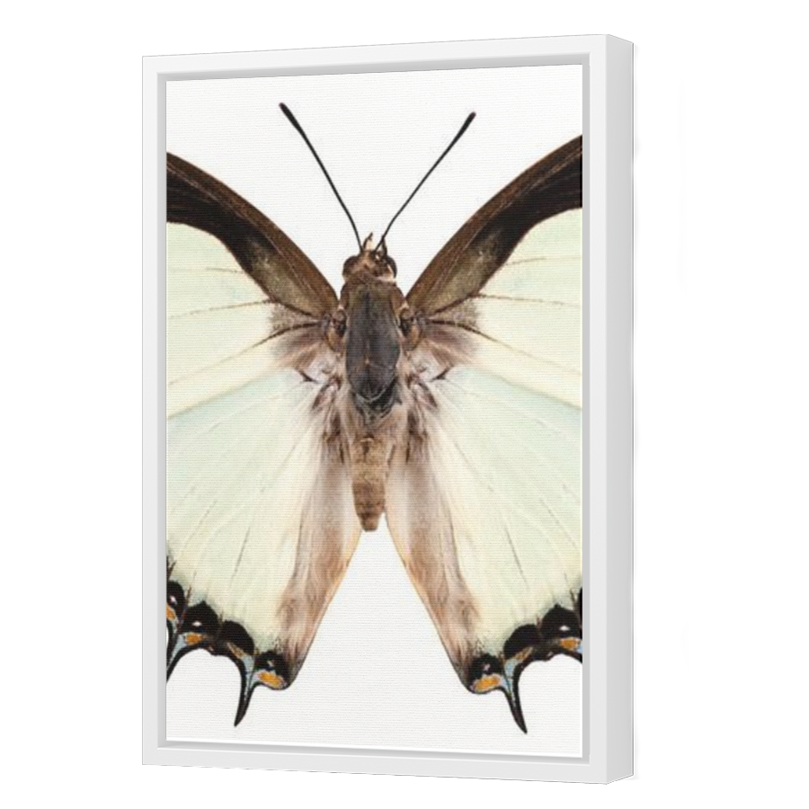 Thumbnail for Canvas - White Floating Frame
