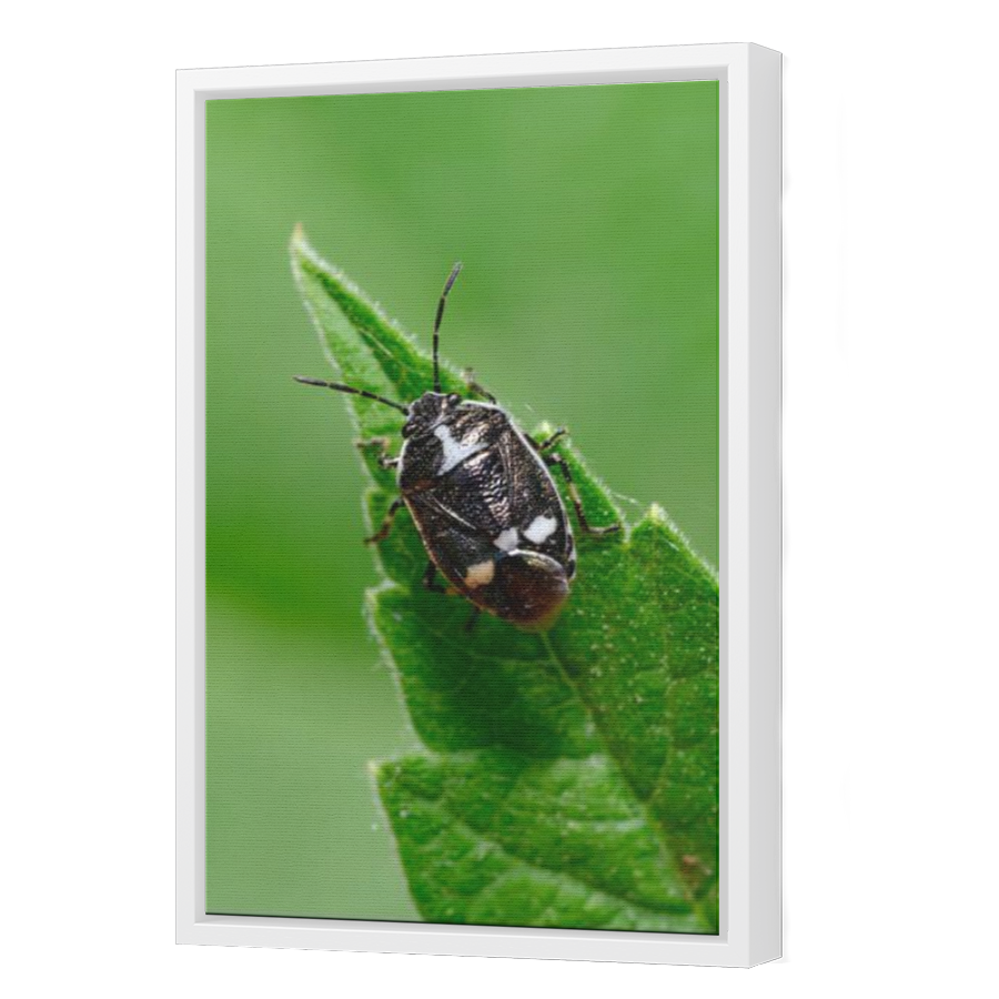 Thumbnail for Canvas - White Floating Frame