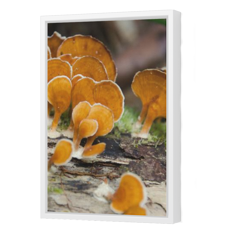 Thumbnail for Canvas - White Floating Frame
