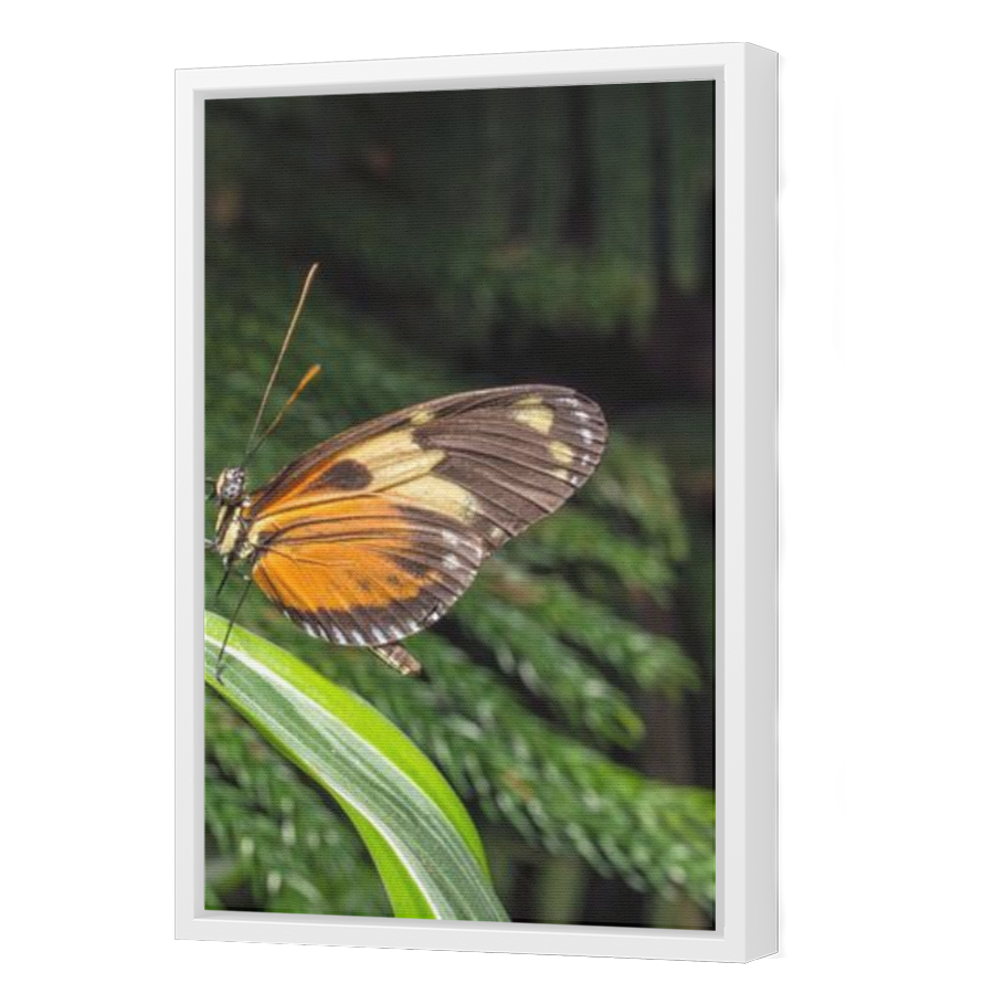 Thumbnail for Canvas - White Floating Frame