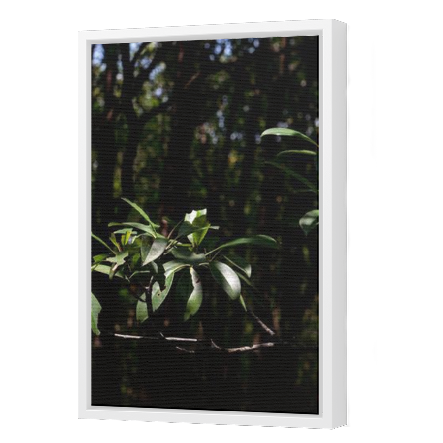 Thumbnail for Canvas - White Floating Frame