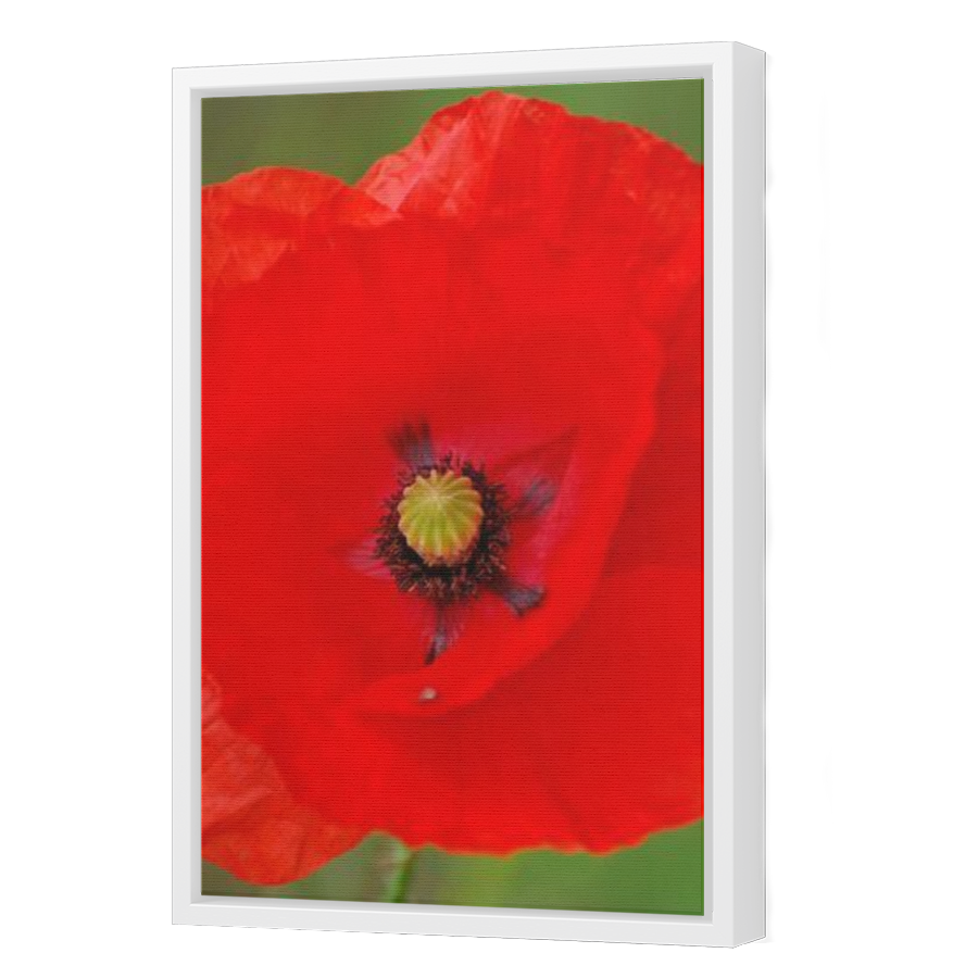Thumbnail for Canvas - White Floating Frame