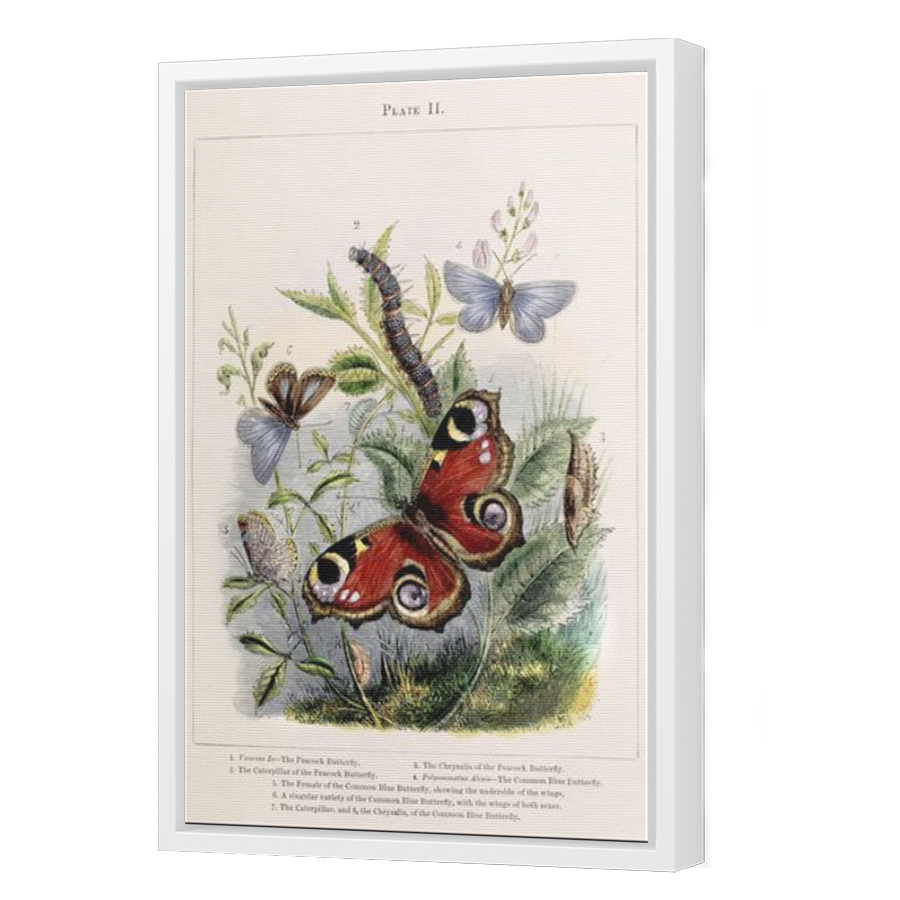 Thumbnail for Canvas - White Floating Frame