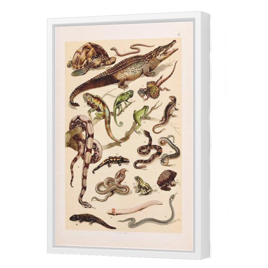 Thumbnail for Canvas - White Floating Frame