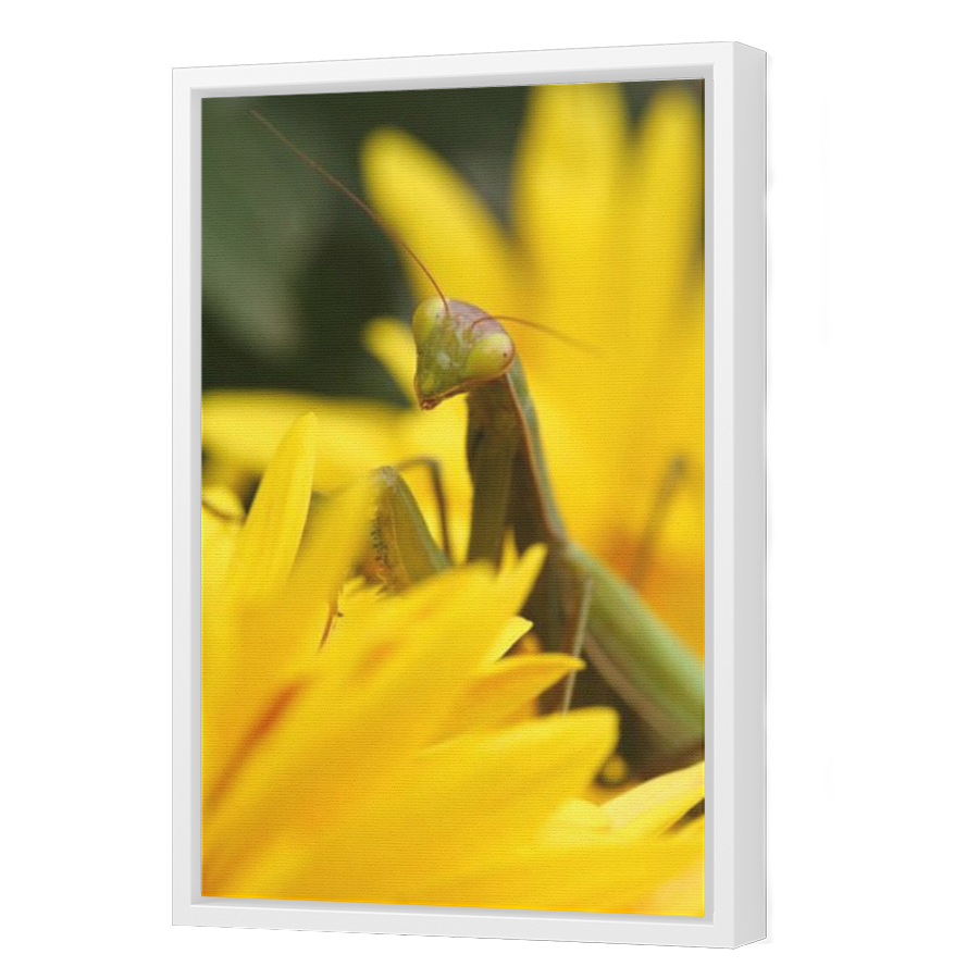 Thumbnail for Canvas - White Floating Frame