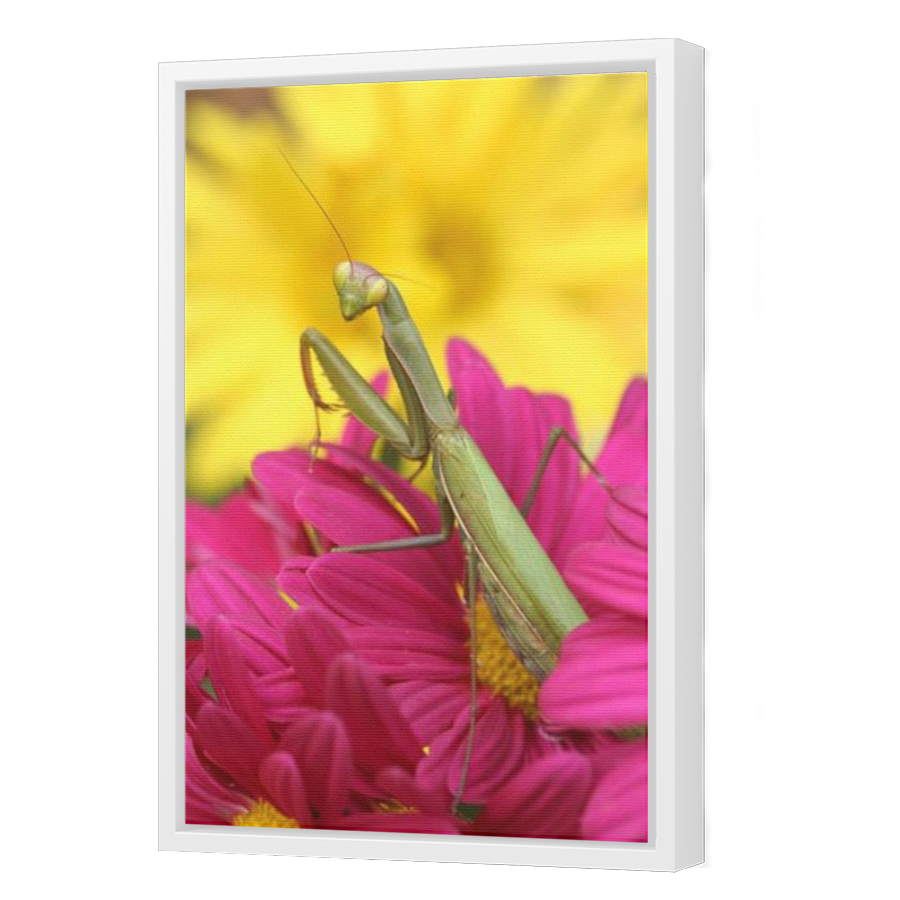 Thumbnail for Canvas - White Floating Frame