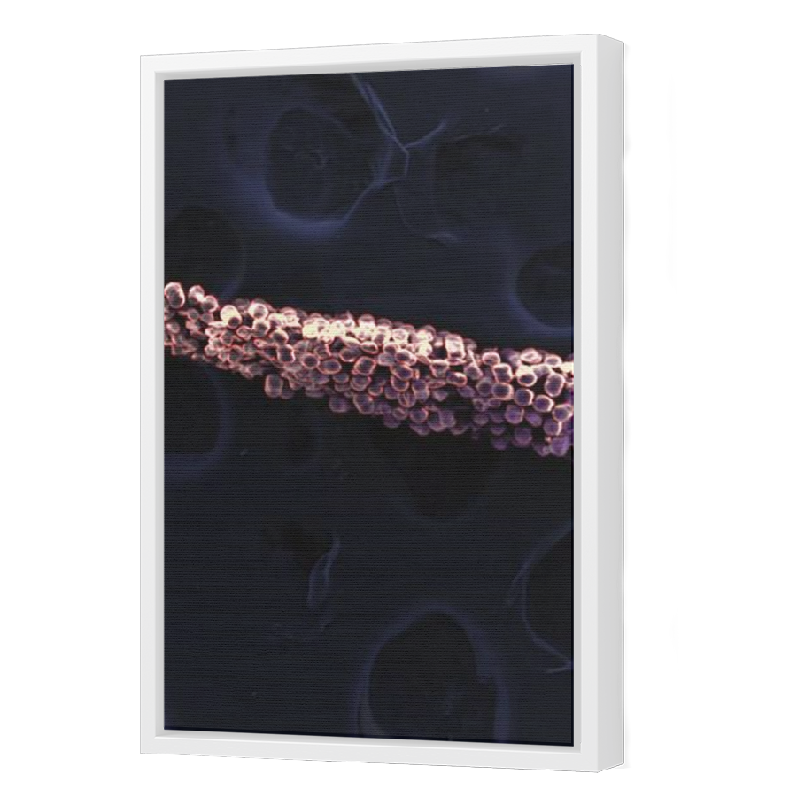 Thumbnail for Canvas - White Floating Frame