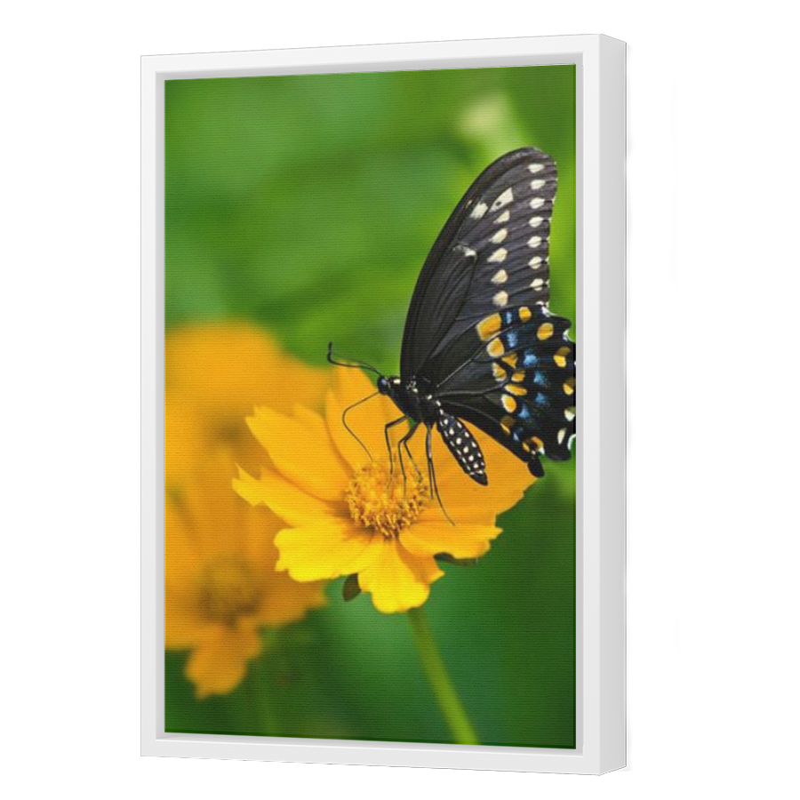 Thumbnail for Canvas - White Floating Frame