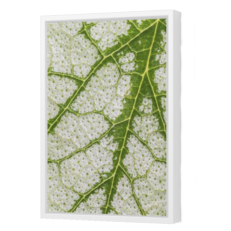 Thumbnail for Canvas - White Floating Frame