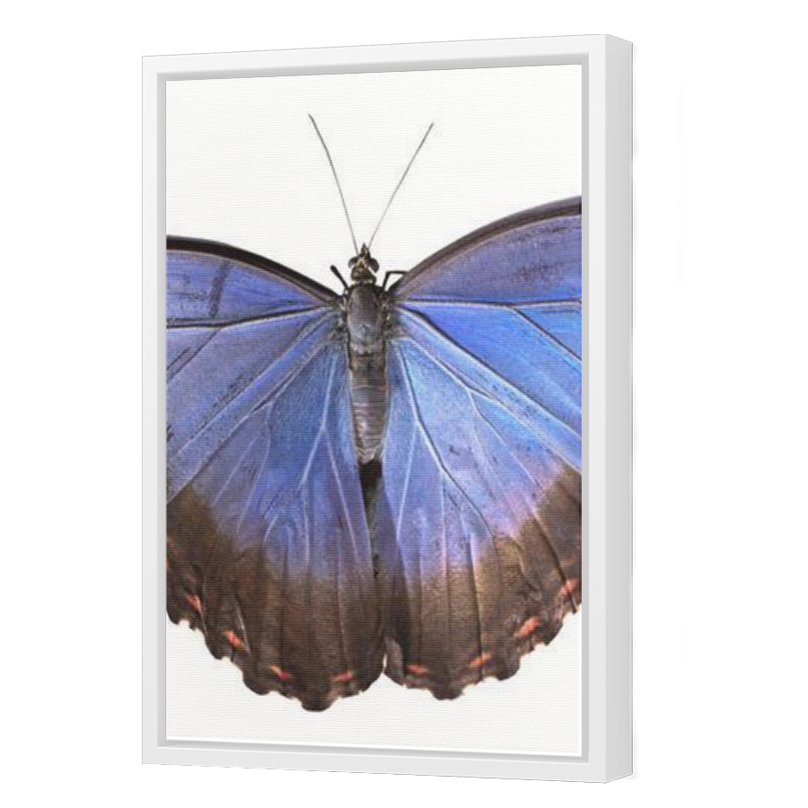 Thumbnail for Canvas - White Floating Frame