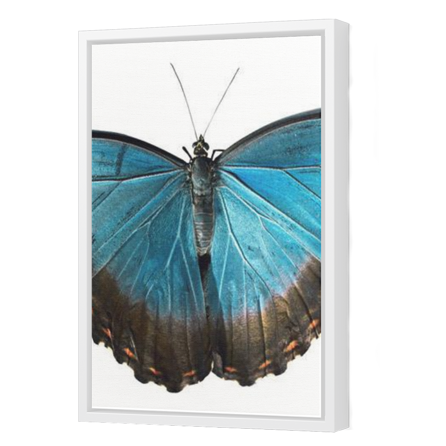 Thumbnail for Canvas - White Floating Frame
